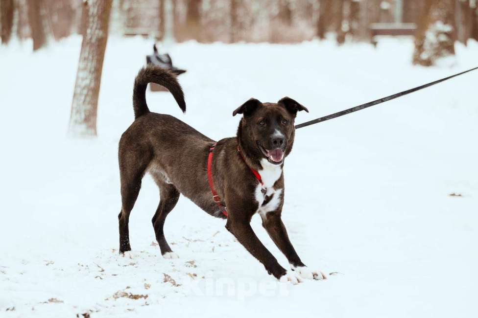 Собаки в Москве: Бадди в поиске семьи  Мальчик, Бесплатно - фото 9