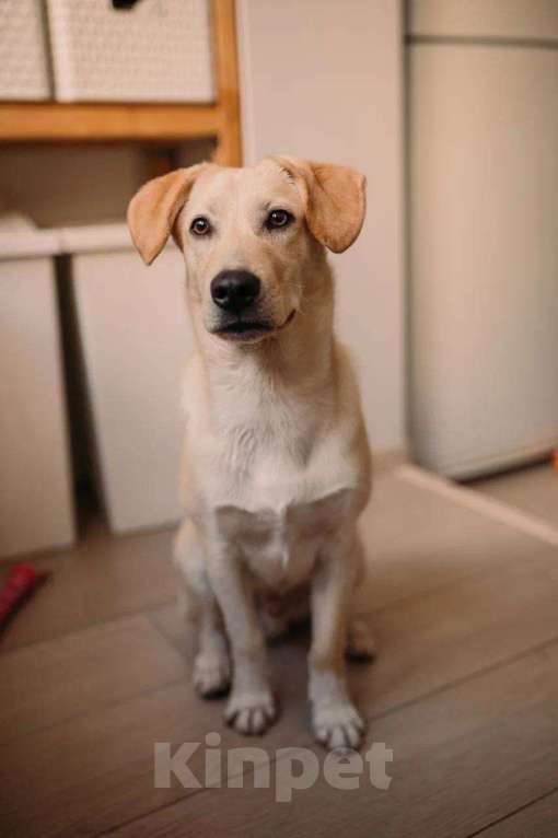 Собаки в Москве: Щенок Мартин в добрые руки. Мальчик, Бесплатно - фото 2