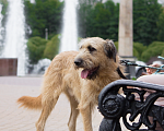 Собаки в Пушкино: Собака ищет семью! Мальчик, Бесплатно - фото 2