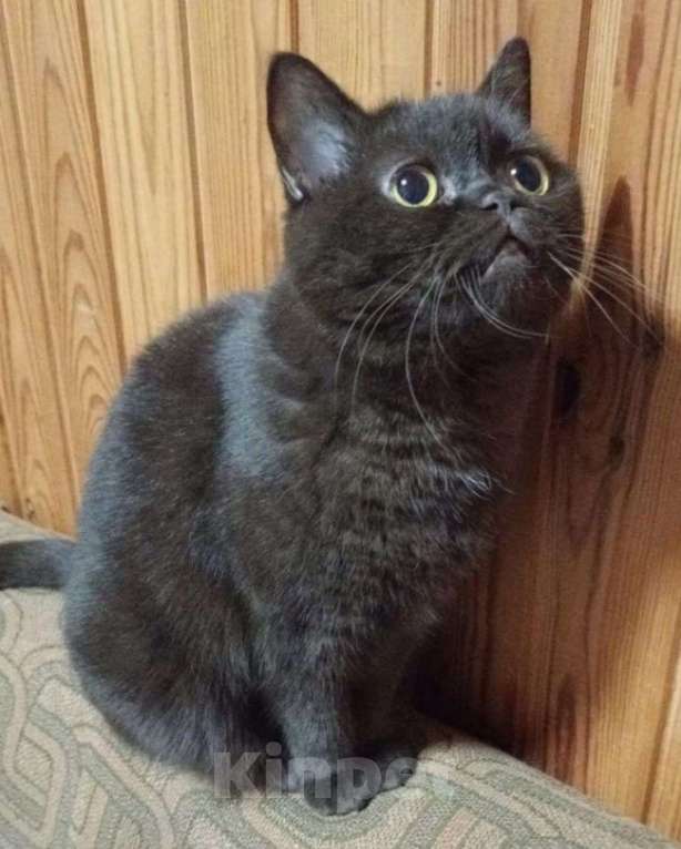 Кошки в Выборге: Спокойная Шотландская кошка в дар Девочка, Бесплатно - фото 2