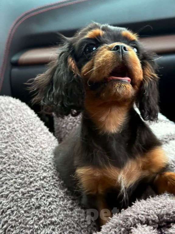 Собаки в Москве: Продается супер красивая девочка Девочка, 110 000 руб. - фото 2