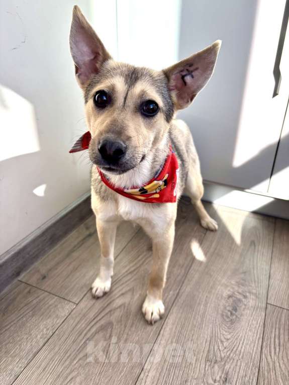 Собаки в Москве: маленькая собака в добрые руки Девочка, Бесплатно - фото 1