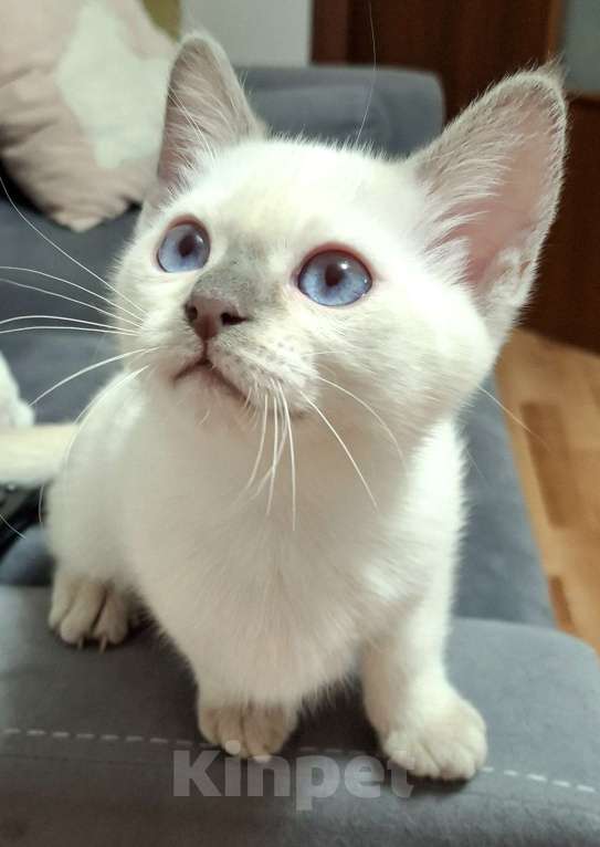 Кошки в Санкт-Петербурге: Тайская кошечка Девочка, 70 000 руб. - фото 2