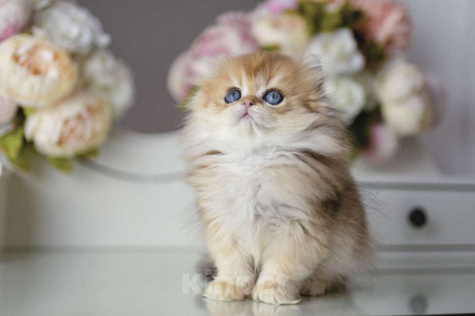 Кошки в Балашихе: Британская длинношерстная девочка Индика Девочка, 100 000 руб. - фото 2