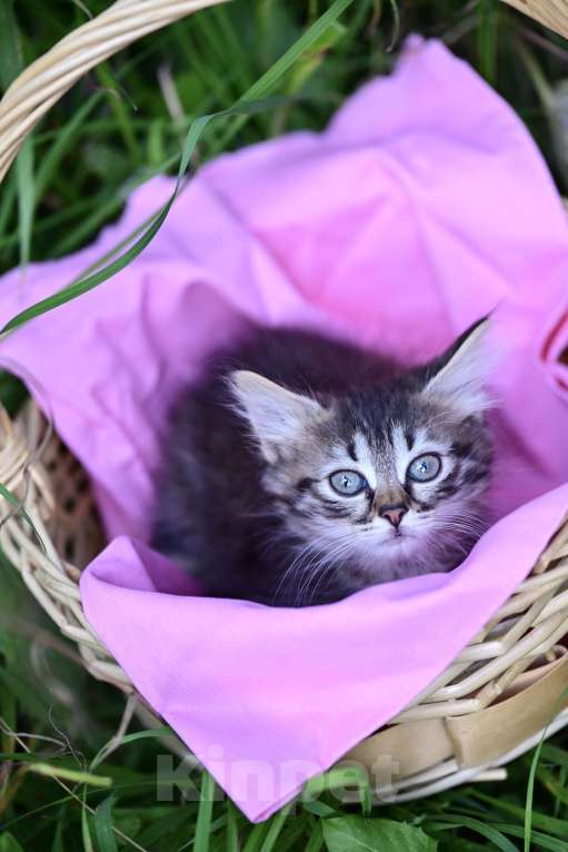 Кошки в Красногорске: Котенок Бусинка 2 месяца ждет родителей  Девочка, Бесплатно - фото 1