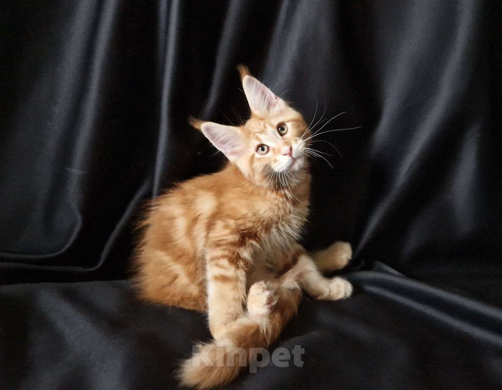 Кошки в Москве: Пресненские котята породы мейн-кун. Арт Мальчик, 45 000 руб. - фото 3