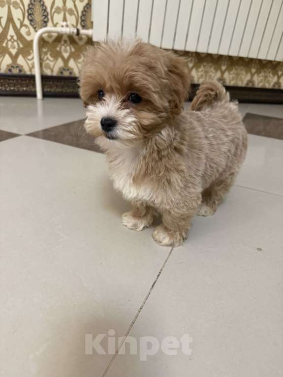 Собаки в Мытищах: Щенки мальтипу Девочка, 100 000 руб. - фото 1