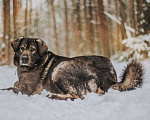 Собаки в Москве: Амина Девочка, Бесплатно - фото 3