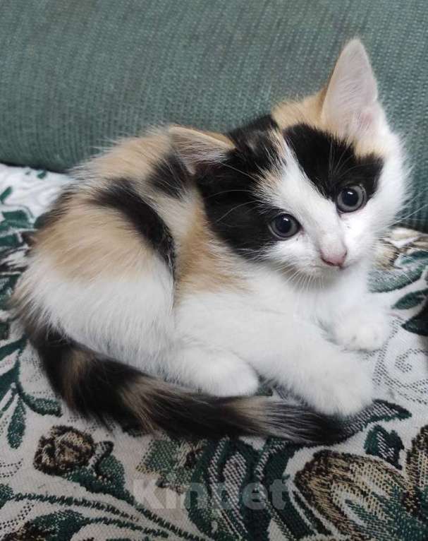 Кошки в Ангарске: котенок в добрые руки Девочка, Бесплатно - фото 2