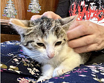 Кошки в Санкт-Петербурге: Трехцветочка котенок в дар  Девочка, Бесплатно - фото 4