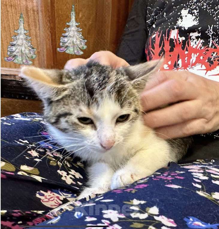 Кошки в Санкт-Петербурге: Трехцветочка котенок в дар  Девочка, Бесплатно - фото 4