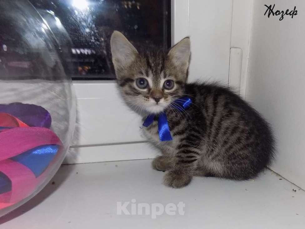 Кошки в Москве: Шотландский короткошерстный прямоухий мальчик Мальчик, 10 000 руб. - фото 2
