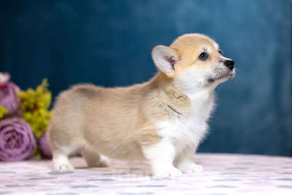 Собаки в других городах Московской области: Щенки пемброка из питомника РКФ Разнополые, Бесплатно - фото 6