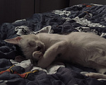 Кошки в Твери: Кота в добрые руки Мальчик, Бесплатно - фото 5