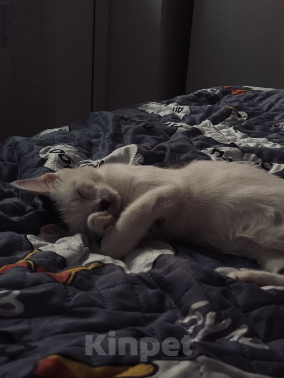 Кошки в Твери: Кота в добрые руки Мальчик, Бесплатно - фото 5
