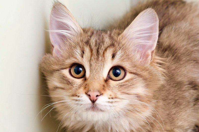 Кошки в Москве: Маленькая пушистая кошечка Лисан в добрые руки Девочка, Бесплатно - фото 6