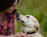Собаки в Солнечногорске: Жизнерадостная, ласковая девчонка. Семейная собака Девочка, Бесплатно - фото 3