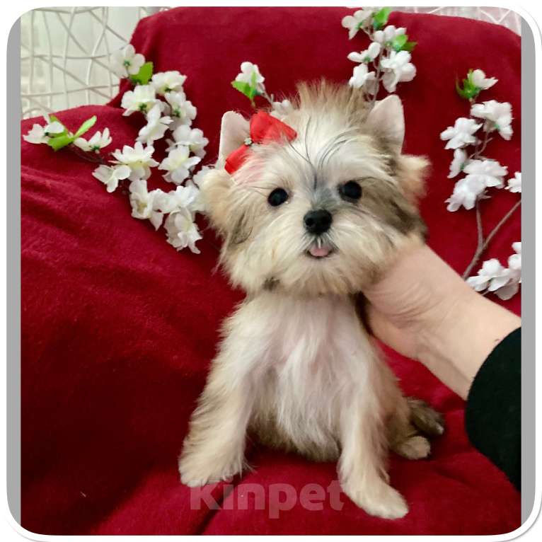 Собаки в Москве: Мини йорк золотая девочка бэби фейс Девочка, 80 000 руб. - фото 1