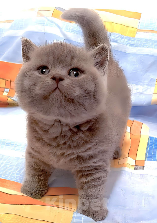 Кошки в Москве: Британские к/ш голубые котята  Мальчик, Бесплатно - фото 4