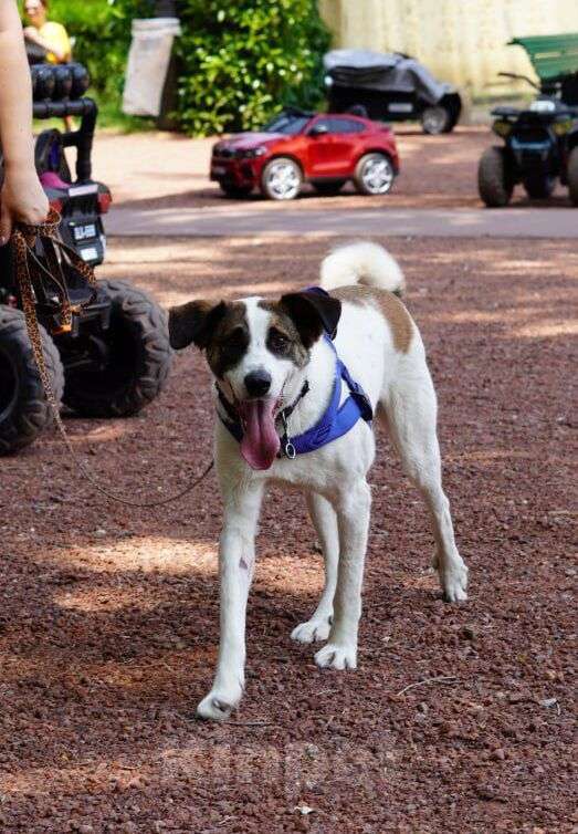 Собаки в Москве: Спокойный и ласковый белый пёс Арчи в дар Мальчик, 1 руб. - фото 8
