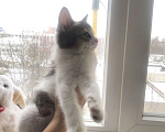 Кошки в Одинцово: Кошечка ищет семью Девочка, 300 руб. - фото 5