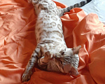 Кошки в Закаменске: Бенгал на вязку, 2 000 руб. - фото 2