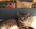 Кошки в Рыбном: Кошечки и котик, Бесплатно - фото 4
