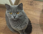 Кошки в Орлове: Кошечка британка, 1 руб. - фото 1