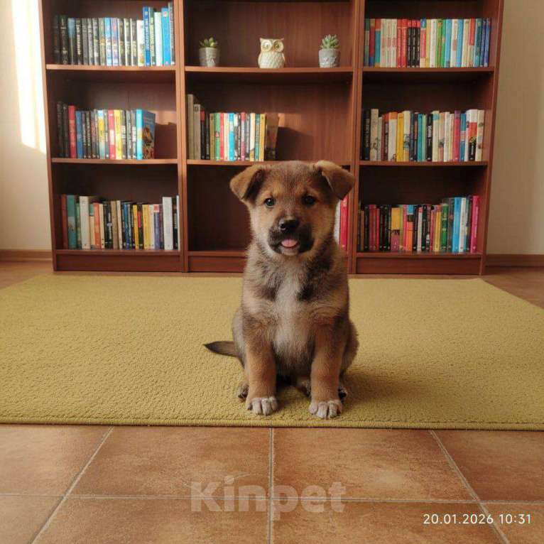 Собаки в Звенигороде: мальчик Козинак Мальчик, Бесплатно - фото 1