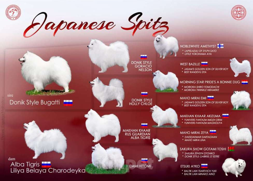 Собаки в Новосибирске: Щенки японского шпица Мальчик, 80 000 руб. - фото 1