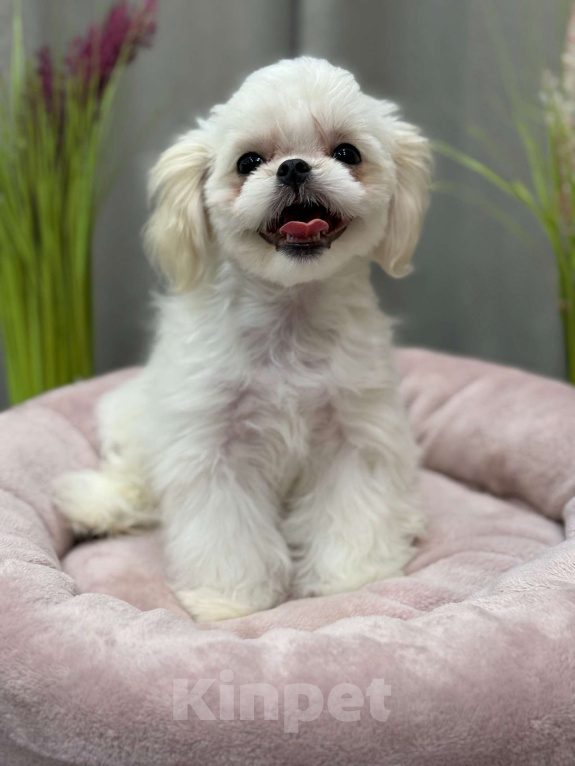 Собаки в Москве: Лакки. Эксклюзивное микро. Мальчик, 150 000 руб. - фото 2