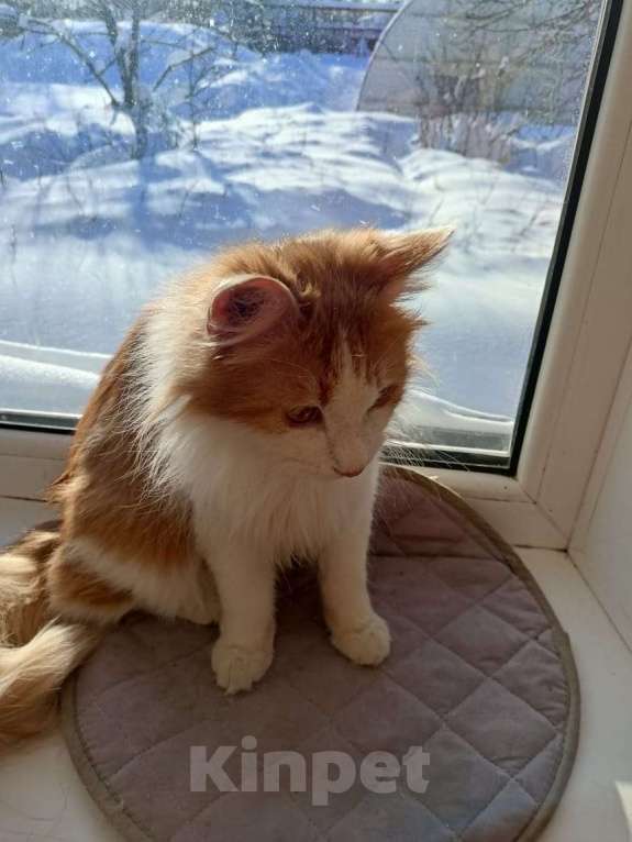 Кошки в Калуге: Отдам в хорошие руки Мальчик, Бесплатно - фото 2