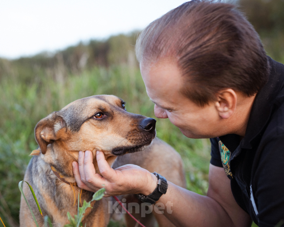 Собаки в Москве: Мальчишка из приюта в поисках семьи Мальчик, Бесплатно - фото 1