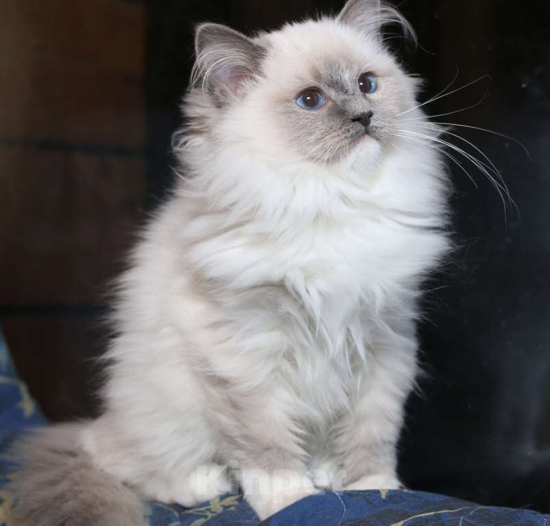 Кошки в Санкт-Петербурге: Рэгдолл котёнок Девочка, 50 000 руб. - фото 3