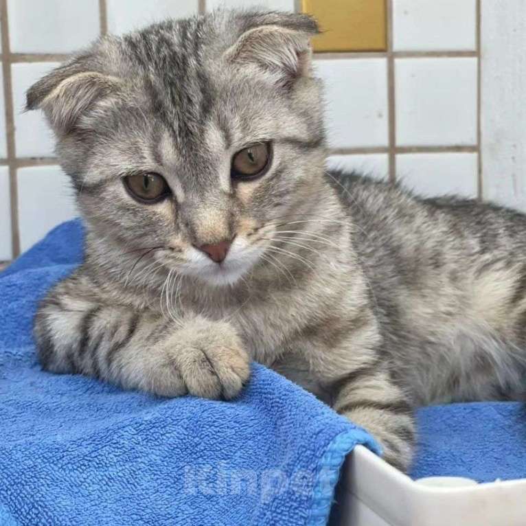 Кошки в Москве: Матроскин, жертва живодеров Мальчик, Бесплатно - фото 5