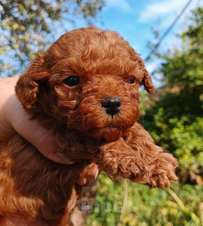 Собаки в Москве: Тедди тикап китайские пуделя Мальчик, 350 000 руб. - фото 5