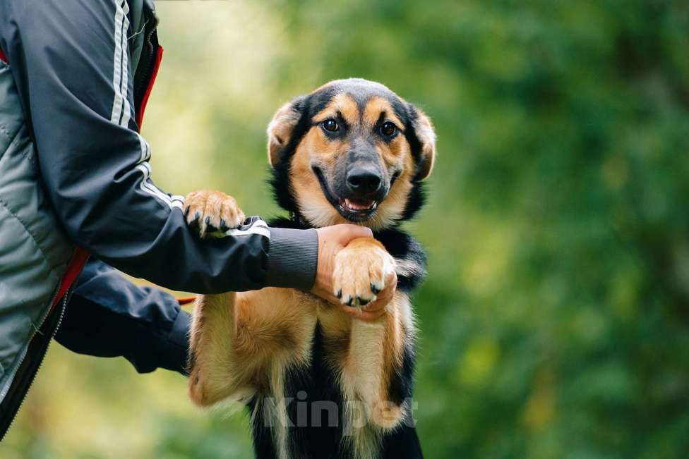Собаки в Москве: Ника Девочка, Бесплатно - фото 2