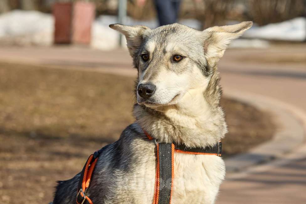 Собаки в Москве: Щенок в добрые руки Девочка, Бесплатно - фото 8