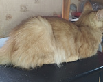 Кошки в Москве: Котëнок в добрые руки Мальчик, Бесплатно - фото 3
