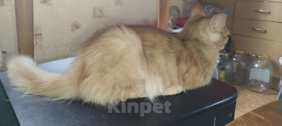 Кошки в Москве: Котëнок в добрые руки Мальчик, Бесплатно - фото 3