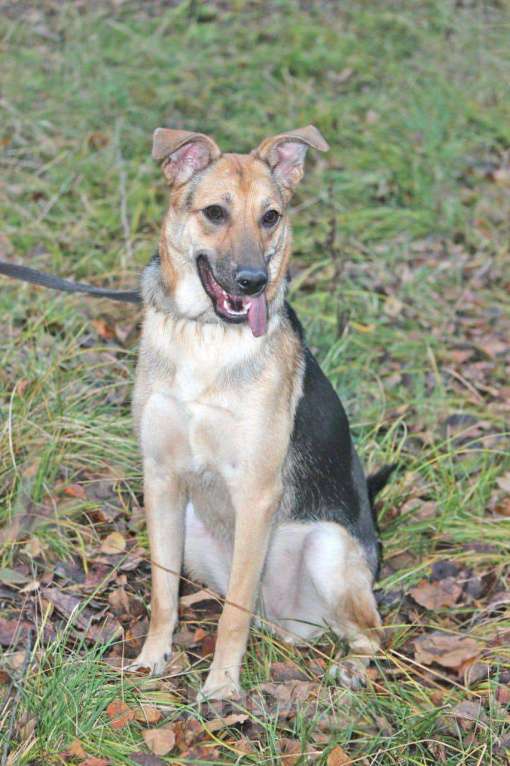 Собаки в Москве: Собака год прожила взаперти Девочка, Бесплатно - фото 4