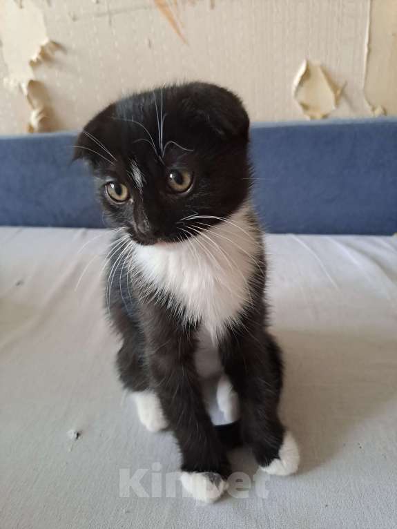 Кошки в Санкт-Петербурге: Продам котят Девочка, 9 000 руб. - фото 6