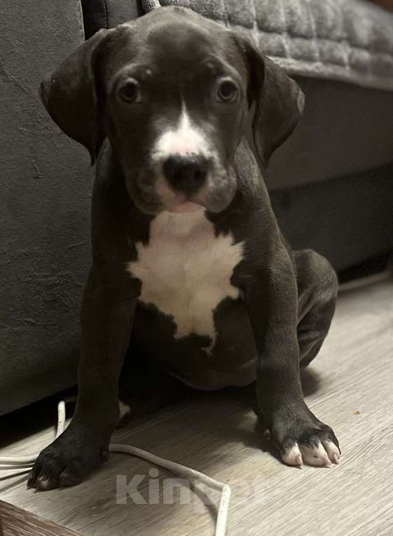 Собаки в Мурманске: Американский булли Девочка, Бесплатно - фото 1