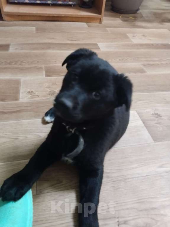 Собаки в Москве: Мишель очень нужен дом  Девочка, Бесплатно - фото 1