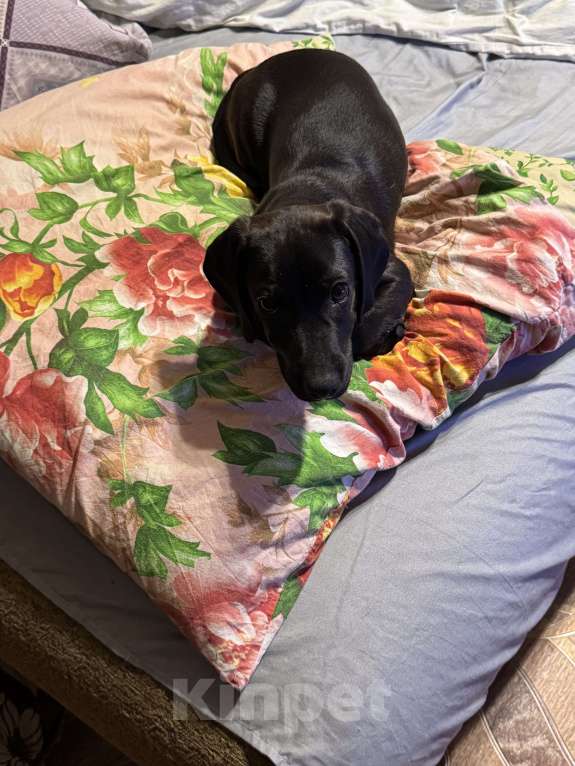 Собаки в Курске: В очень добрые руки. Мальчик, Бесплатно - фото 2