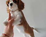 Собаки в других городах Московской области: Девочка кавалер Кинг Чарльз спаниель Девочка, 130 000 руб. - фото 7