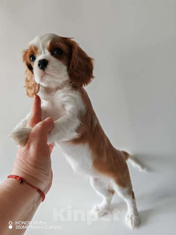 Собаки в других городах Московской области: Девочка кавалер Кинг Чарльз спаниель Девочка, 130 000 руб. - фото 7