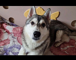 Собаки в Краснодаре: срочная продажа  Мальчик, Бесплатно - фото 1