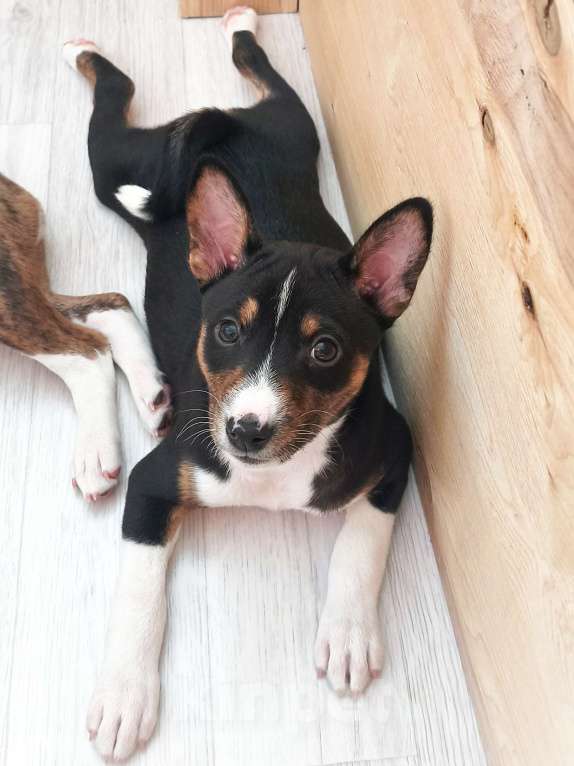 Собаки в Архангельске: Щенок басенджи Мальчик, 40 000 руб. - фото 4