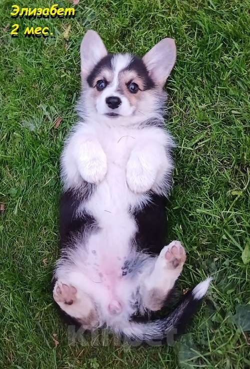 Собаки в Екатеринбурге: Очаровательная Вельш-корги Пемброк Элизабет Девочка, 55 000 руб. - фото 4